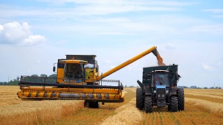 A combine harvester is harvesting wheat.